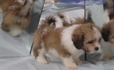 Lhasa Bichon 
Puppy for Sale
Sold